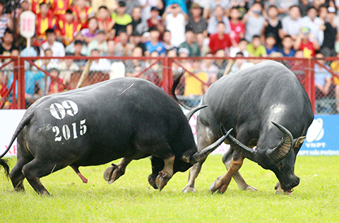 Choi Trau Do Son ドソン水牛の闘い祭り ベトナム観光 イベント おすすめスポット 観光ガイド 通訳サービス