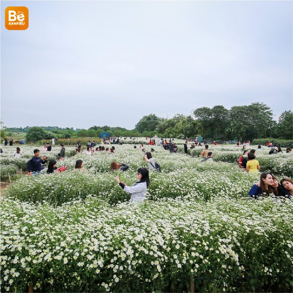 ハノイで最も美しいヒナギクの花園3選-17